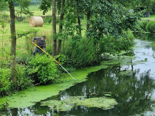 Un agent enlève l'hydrocotyle avec une perche