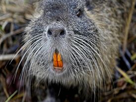 Un ragondin avec de longues moustaches blanches et de grandes dents