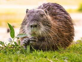 Un ragondin mangeant de l'herbe