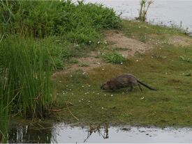Un rat musqué sur la rive d'un cours d'eau