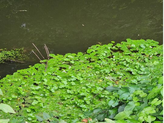 L'hydrocotyle, une plante envahissante